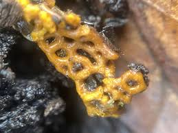 Attēlu rezultāti vaicājumam “Hemitrichia leiotricha macro”