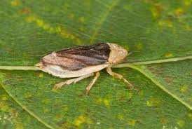 Attēlu rezultāti vaicājumam “Philaenus spumarius”