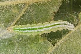 Attēlu rezultāti vaicājumam “Anania stachydalis”