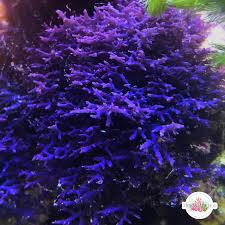 Attēlu rezultāti vaicājumam “Lophocolea minor macro”