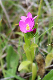 Attēlu rezultāti vaicājumam “Centaurium littorale flower”