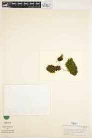 Attēlu rezultāti vaicājumam “Dicranodontium denudatum”