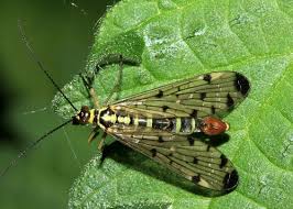 Attēlu rezultāti vaicājumam “Panorpa communis imago”