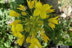 Attēlu rezultāti vaicājumam “Sinapis arvensis flower”