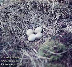 Attēlu rezultāti vaicājumam “Ciconia nigra nest”