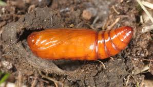 Attēlu rezultāti vaicājumam “Apamea ophiogramma”