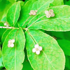Attēlu rezultāti vaicājumam “Euonymus verrucosus”
