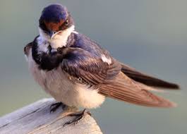 Attēlu rezultāti vaicājumam “Hirundinidae”