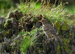 Image result for Anthus petrosus