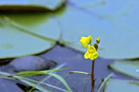 Attēlu rezultāti vaicājumam “Lentibulariaceae”