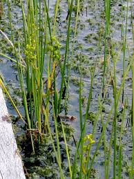 Attēlu rezultāti vaicājumam “Scheuchzeria palustris”