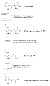 Image result for seotonie