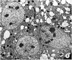 Attēlu rezultāti vaicājumam “Ceratiomyxa fruticulosa young”