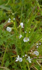 Attēlu rezultāti vaicājumam “Veronica serpyllifolia leaf”