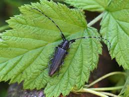 Attēlu rezultāti vaicājumam “Agapanthia villosoviridescens”