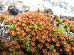 Attēlu rezultāti vaicājumam “Polytrichum piliferum”