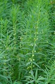 Attēlu rezultāti vaicājumam “Polygonatum verticillatum”