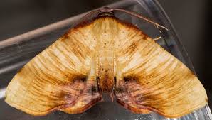 Attēlu rezultāti vaicājumam “Plagodis dolabraria”