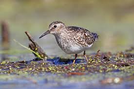 Image result for Calidris minutilla