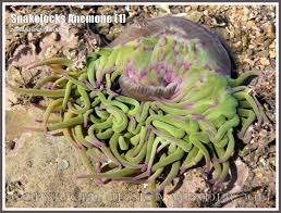 Attēlu rezultāti vaicājumam “Urocystis anemones”