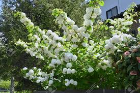 Attēlu rezultāti vaicājumam “Adoxaceae”