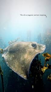 Image result for Dasyatis chrysonota