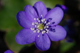 Attēlu rezultāti vaicājumam “Hepatica nobilis”