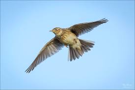 Attēlu rezultāti vaicājumam “Alauda arvensis”