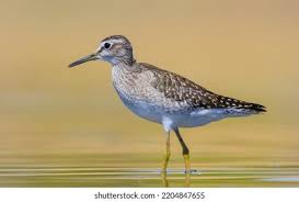 Attēlu rezultāti vaicājumam “Tringa glareola”