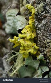 Attēlu rezultāti vaicājumam “Vulpicida pinastri”