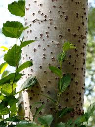 Attēlu rezultāti vaicājumam “Populus alba”