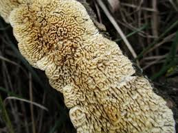 Attēlu rezultāti vaicājumam “Irpex lacteus”