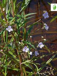 Attēlu rezultāti vaicājumam “Veronica scutellata flower”