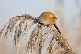 Attēlu rezultāti vaicājumam “Panurus biarmicus male”