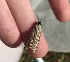 Attēlu rezultāti vaicājumam “Spiris striata”