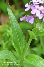 Attēlu rezultāti vaicājumam “Hesperis matronalis leaf”
