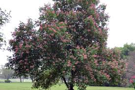 Attēlu rezultāti vaicājumam “Aesculus”