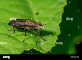 Attēlu rezultāti vaicājumam “Coremacera marginata”