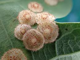 Attēlu rezultāti vaicājumam “Neuroterus quercusbaccarum”