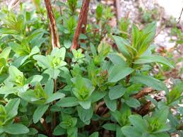 Attēlu rezultāti vaicājumam “Hypericum perforatum leaf”