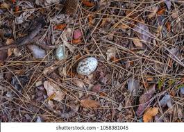 Attēlu rezultāti vaicājumam “Caprimulgus europaeus eggs”