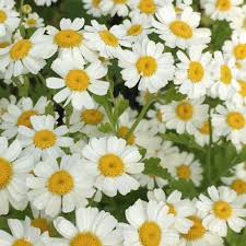 Image result for Tanacetum parthenium
