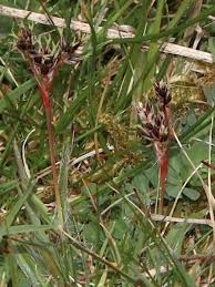 Attēlu rezultāti vaicājumam “Luzula campestris”