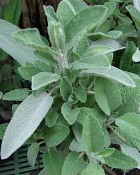 Image result for Salvie