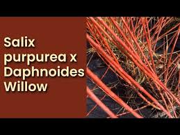 Attēlu rezultāti vaicājumam “Salix daphnoides”