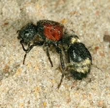 Attēlu rezultāti vaicājumam “Mutilla europaea”