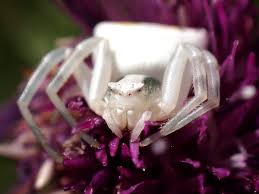 Attēlu rezultāti vaicājumam “Misumena vatia”
