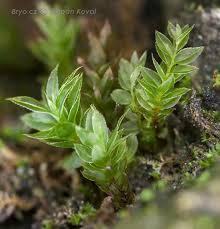 Attēlu rezultāti vaicājumam “Mnium lycopodioides”