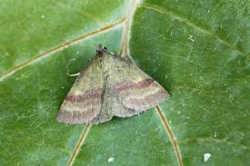 Attēlu rezultāti vaicājumam “Phytometra viridaria”