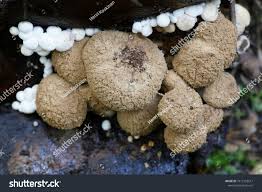 Attēlu rezultāti vaicājumam “Asterophora lycoperdoides”